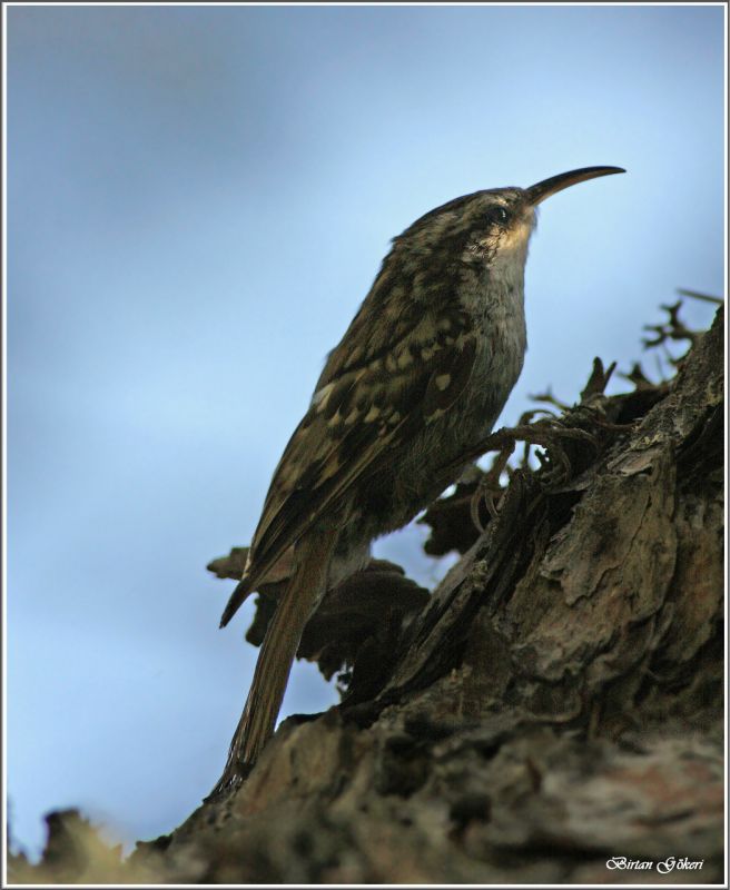 Short-toed Treecreeper