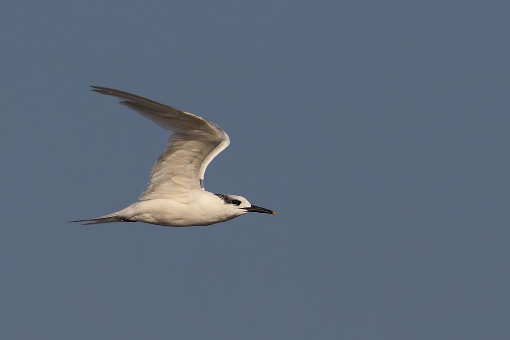 Sandwich Tern
