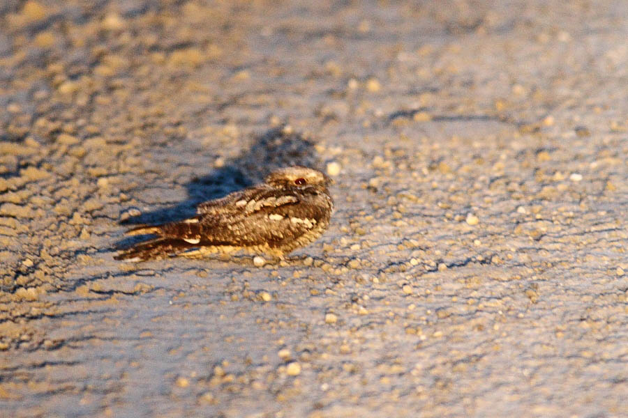 European Nightjar