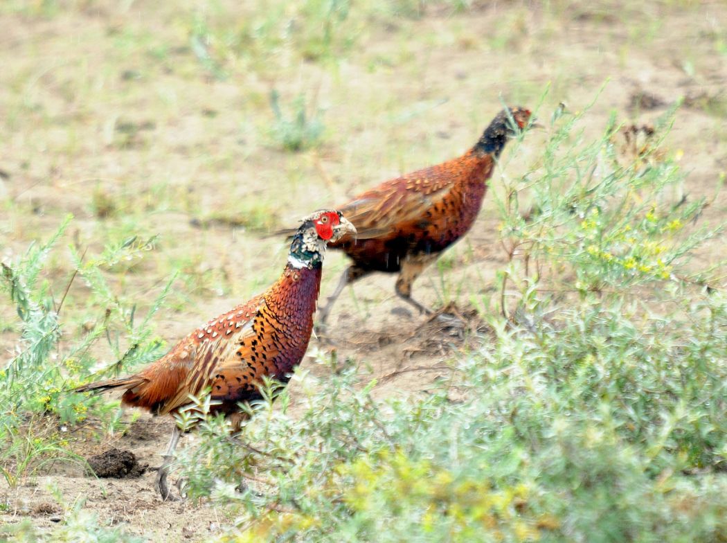 Common Pheasant