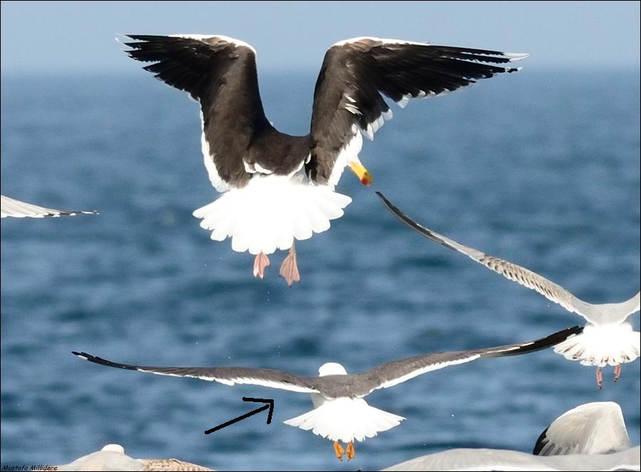 Lesser Black-backed Gull