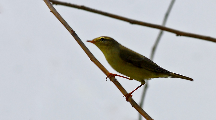 Willow Warbler