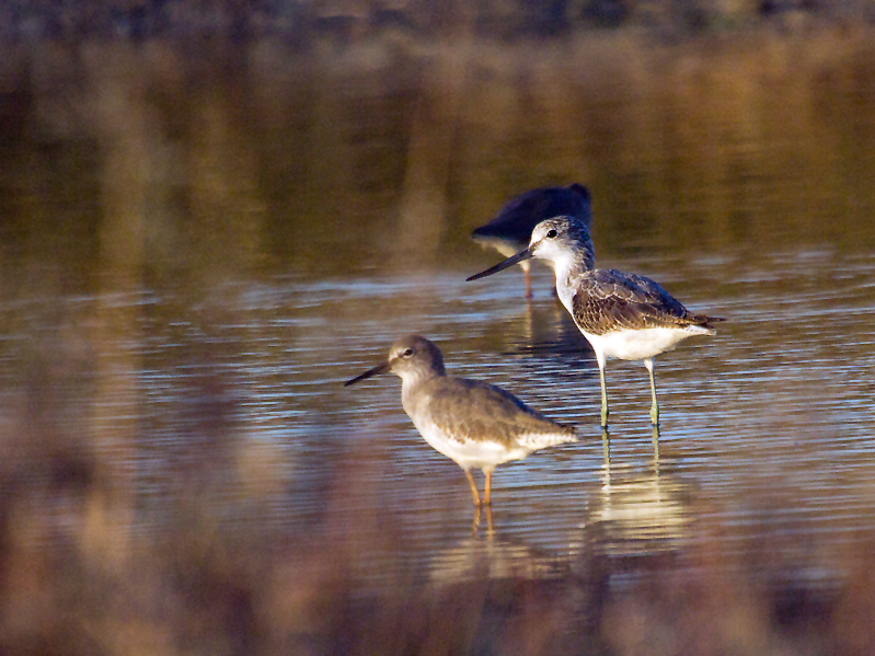 Common Greenshank
