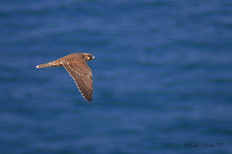 Peregrine Falcon