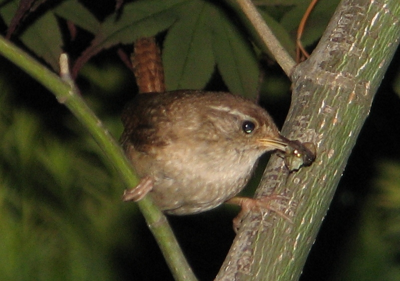 Eurasian Wren