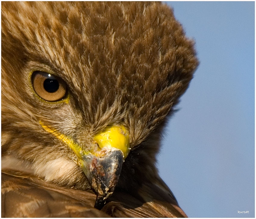 Common Buzzard