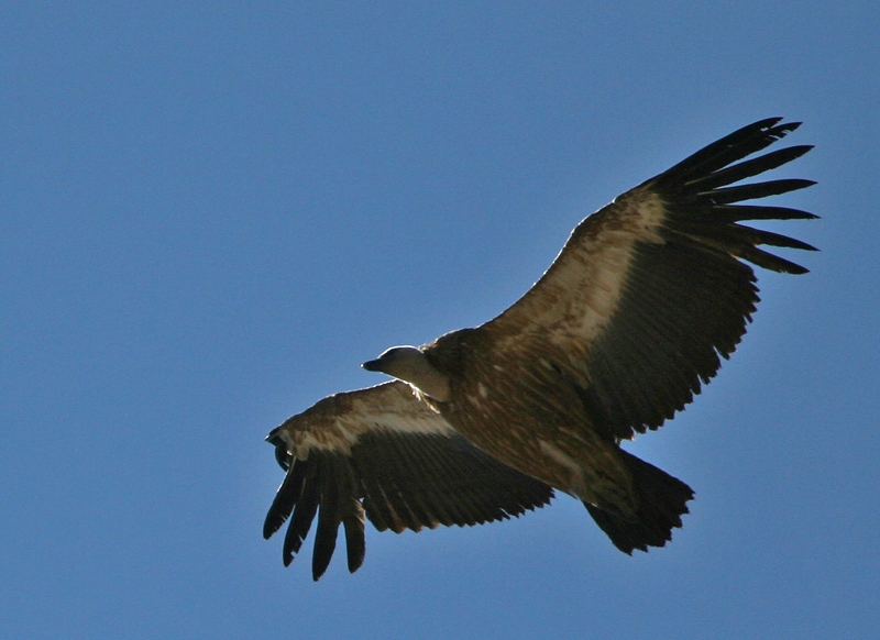 Griffon Vulture