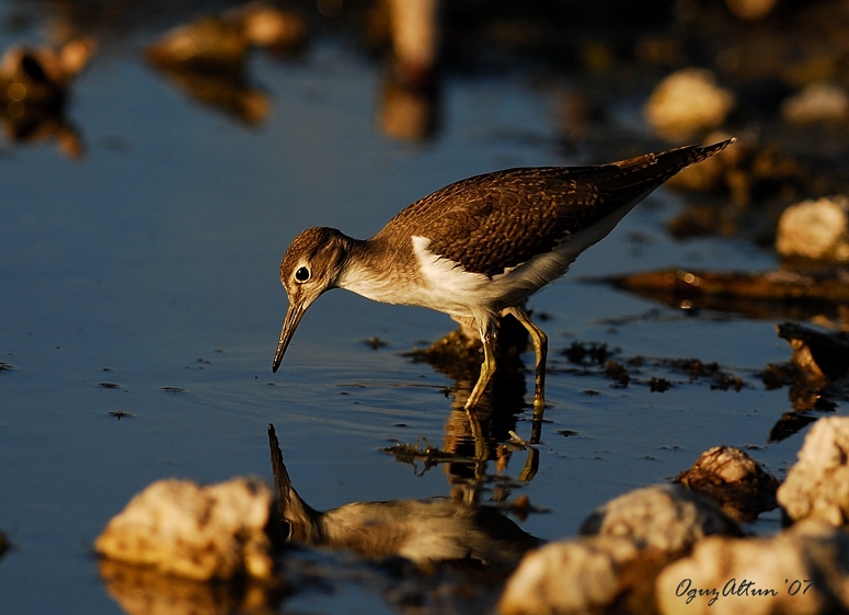 Common Sandpiper