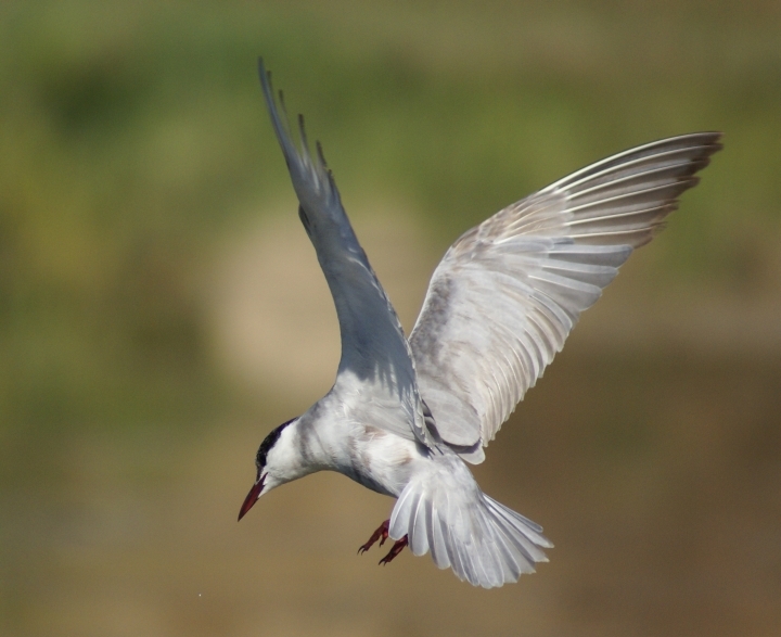 Whiskered Tern