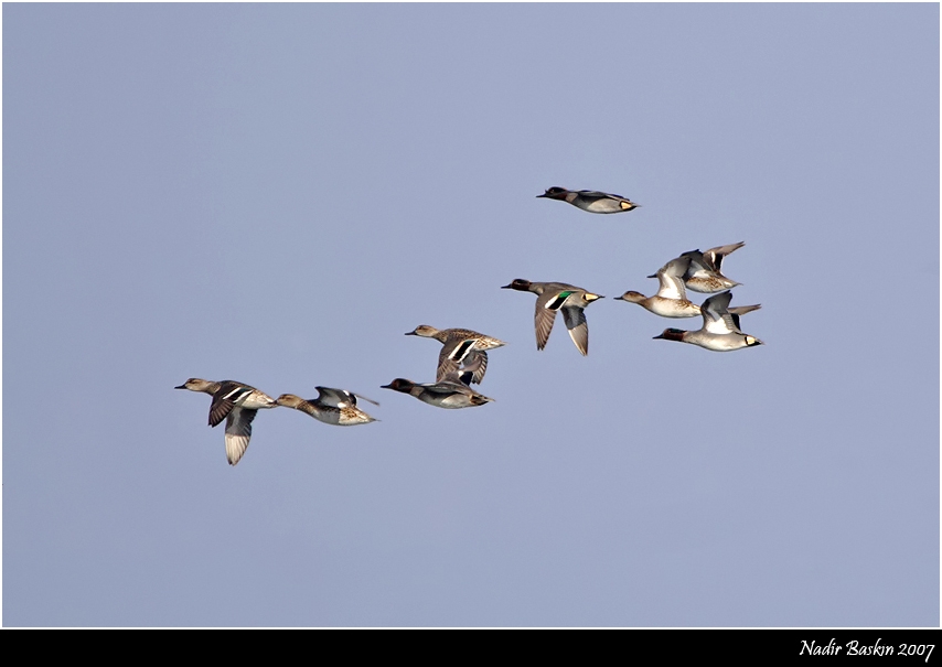Eurasian Teal