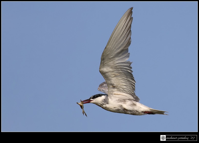 Whiskered Tern