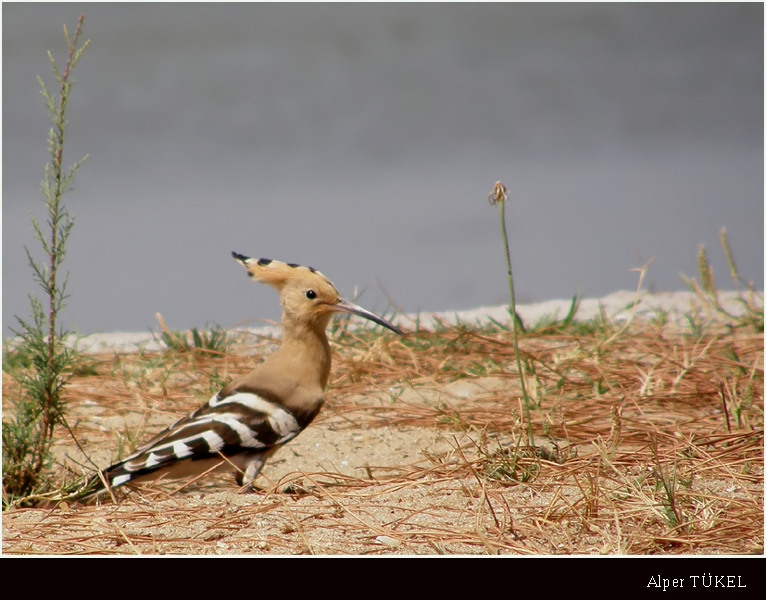 Common Hoopoe