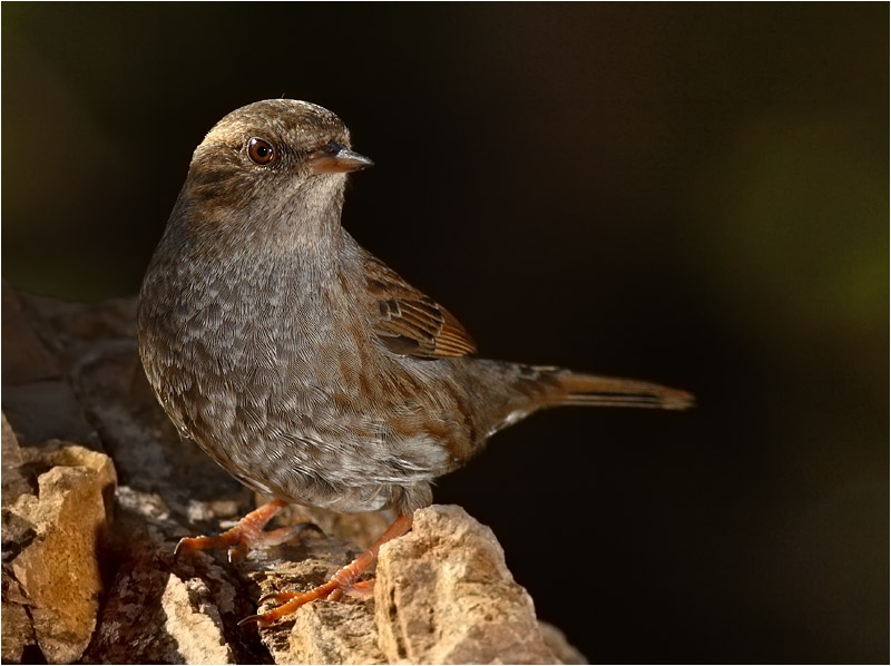 Dunnock