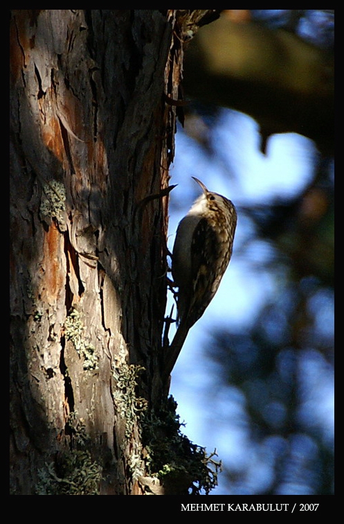 Eurasian Treecreeper