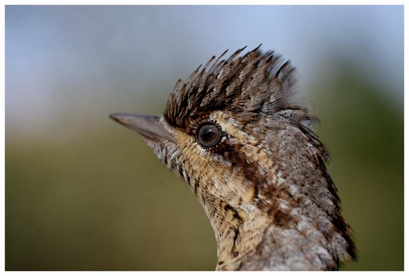 Eurasian Wryneck