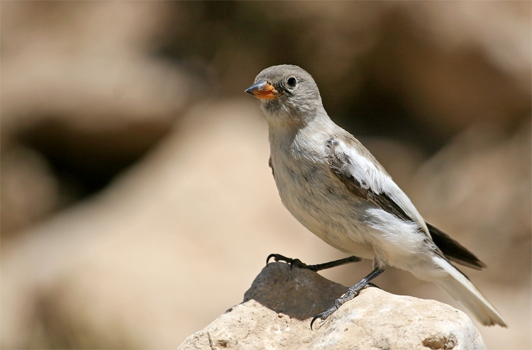 White-winged Snowfinch