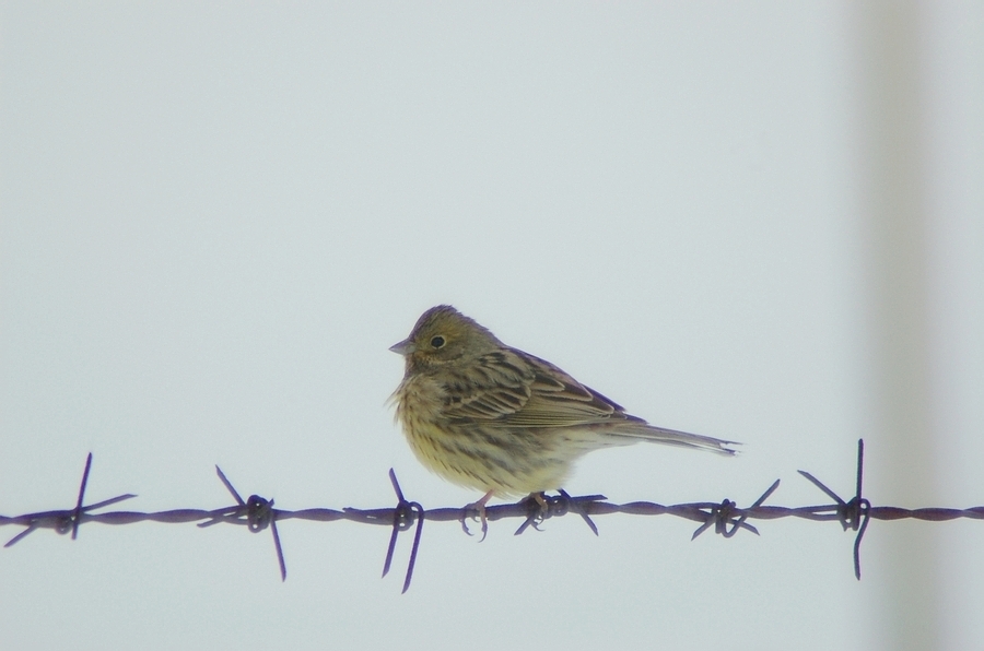 Yellowhammer