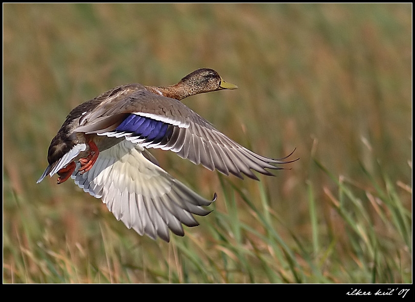 Mallard