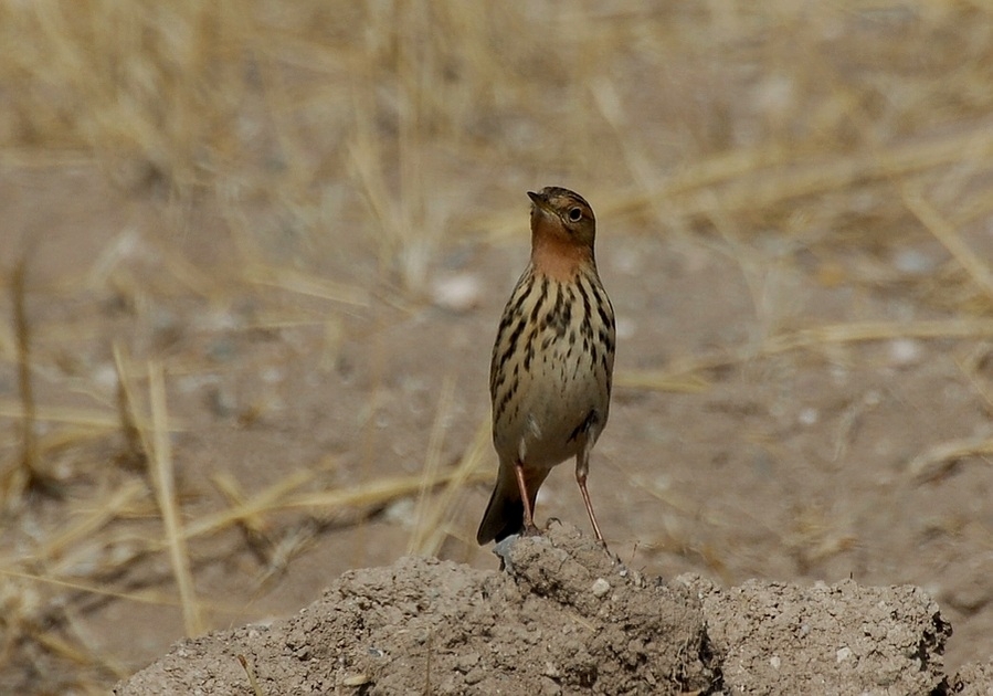 Red-throated Pipit