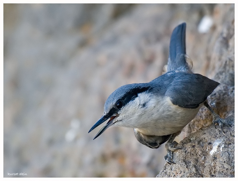 Western Rock Nuthatch