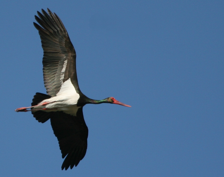 Black Stork