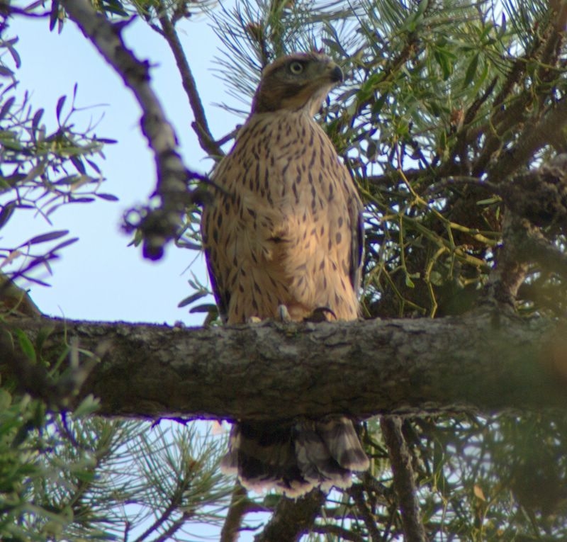 Eurasian Goshawk