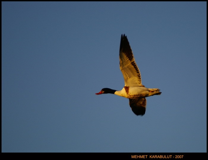 Common Shelduck