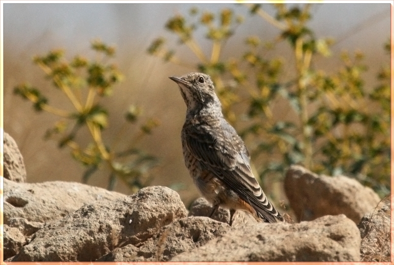 Common Rock Thrush