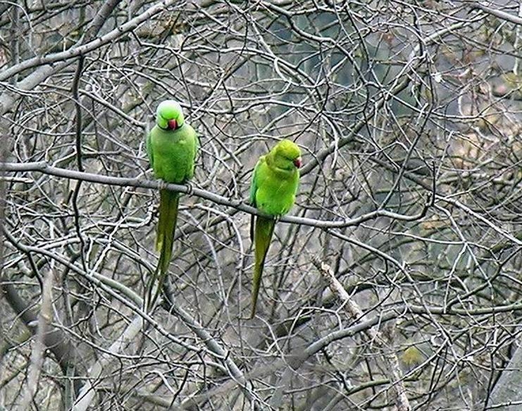 Rose-ringed Parakeet