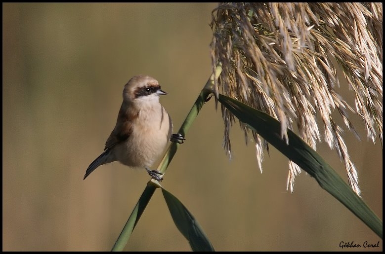 Eurasian Penduline Tit