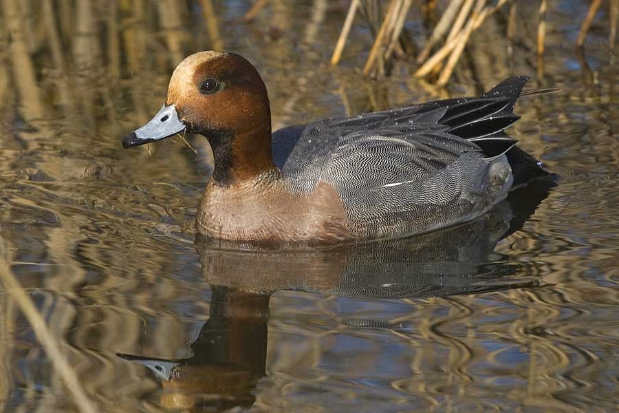 Eurasian Wigeon