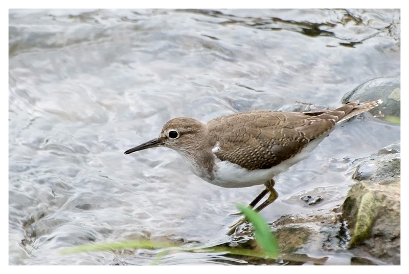 Common Sandpiper