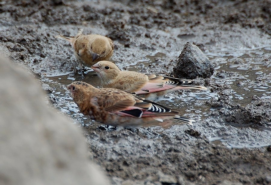 Crimson-winged Finch