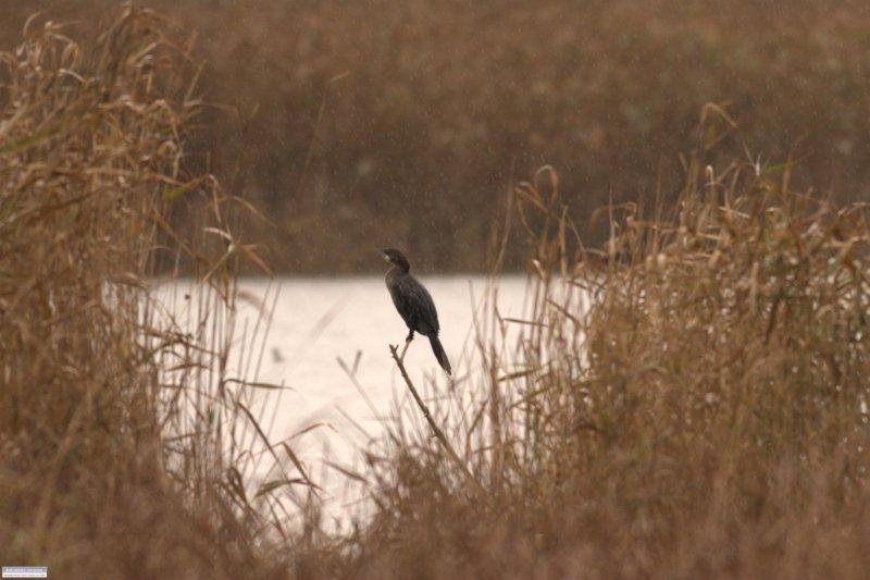 Pygmy Cormorant