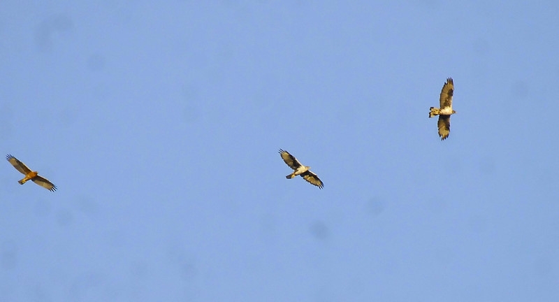 Bonelli`s Eagle
