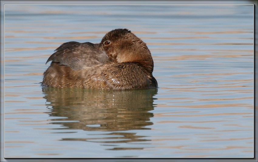 Common Pochard