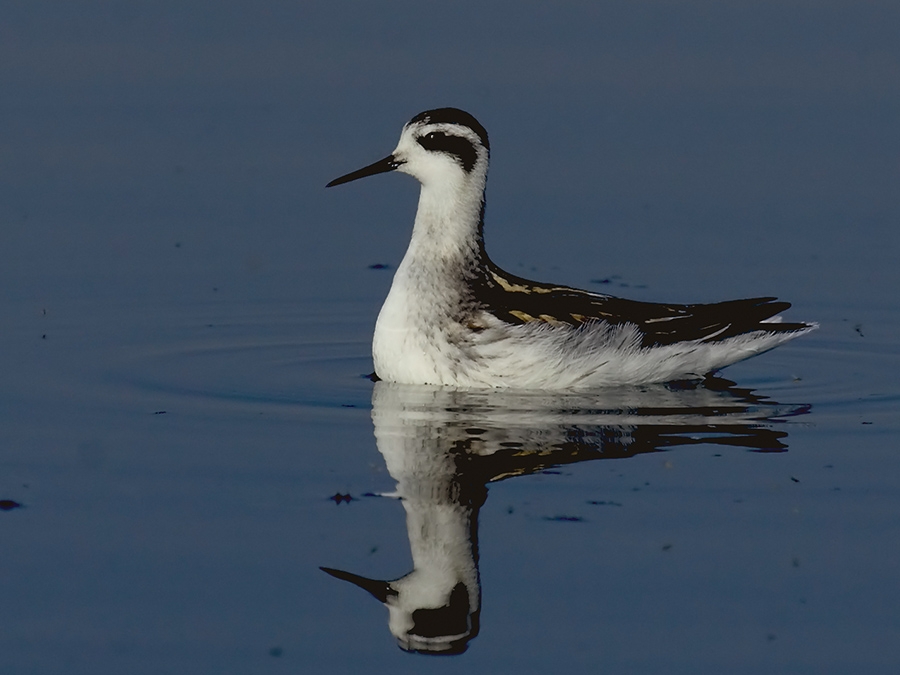 Red-necked Phalarope