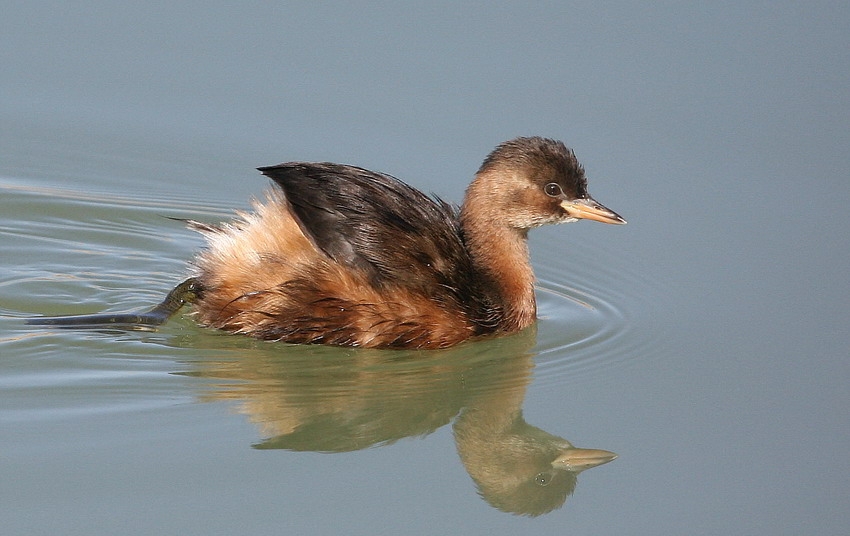 Little Grebe