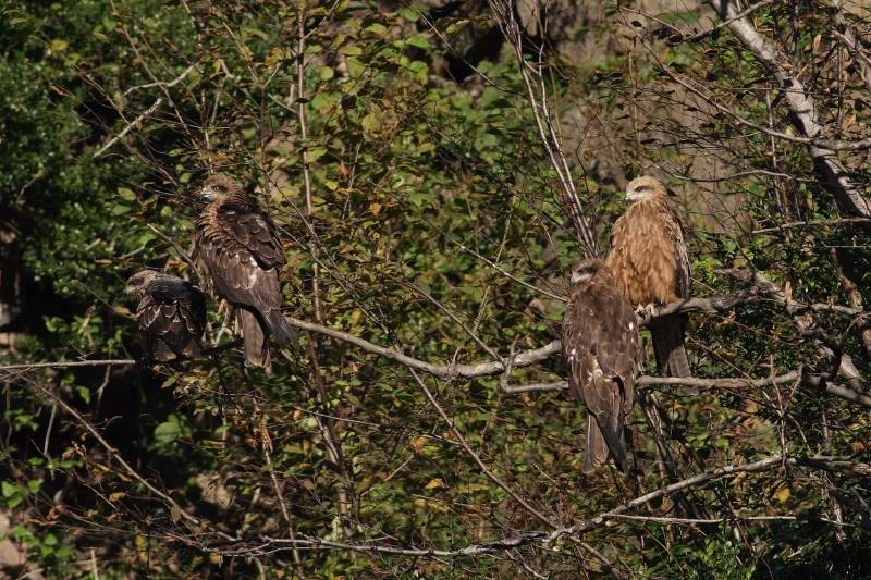 Black Kite