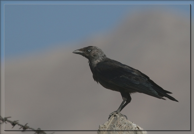Western Jackdaw
