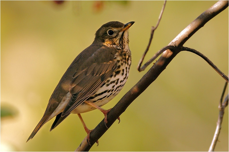 Song Thrush
