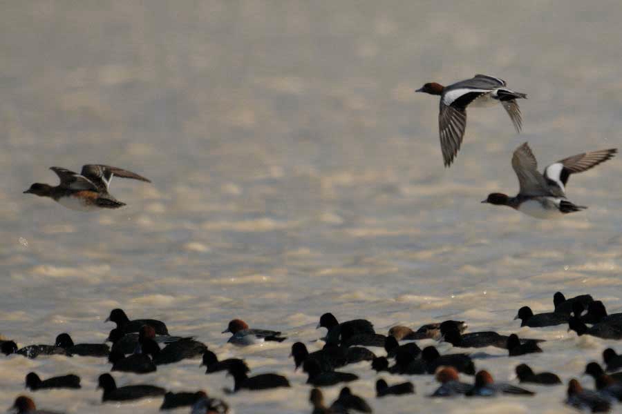 Eurasian Wigeon