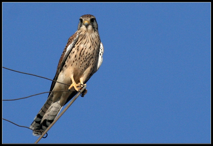 Common Kestrel