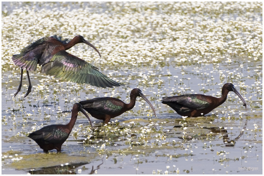 Glossy Ibis