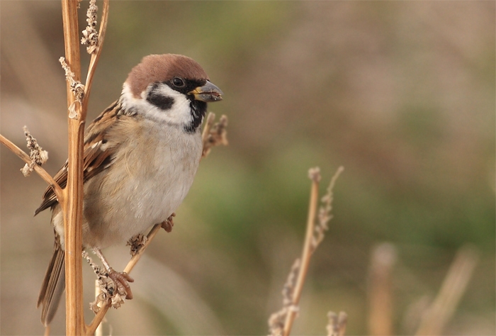Eurasian Tree Sparrow