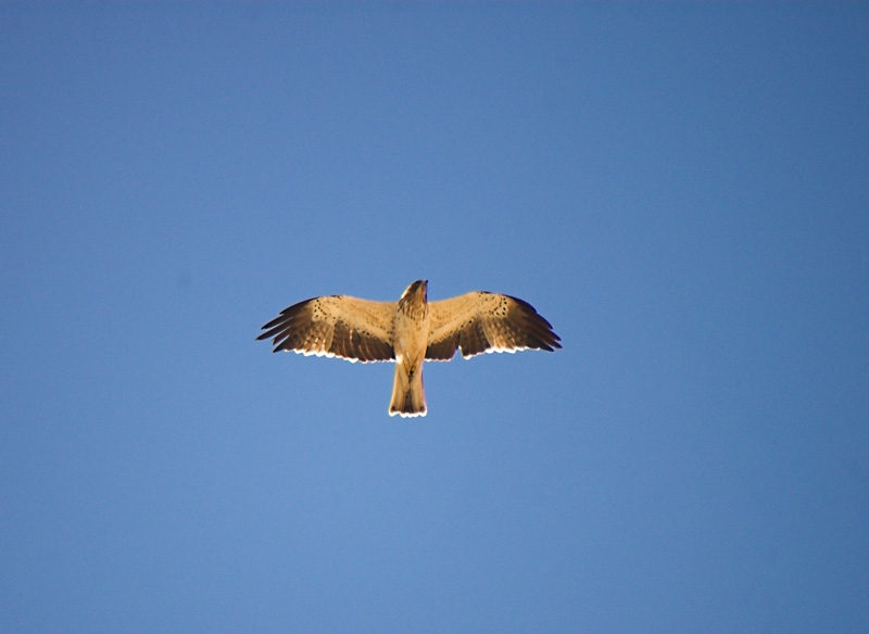 Booted Eagle