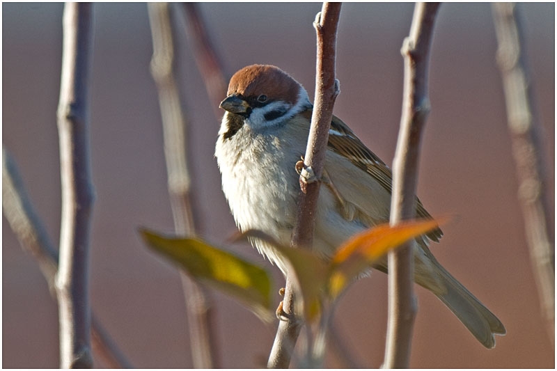 Eurasian Tree Sparrow