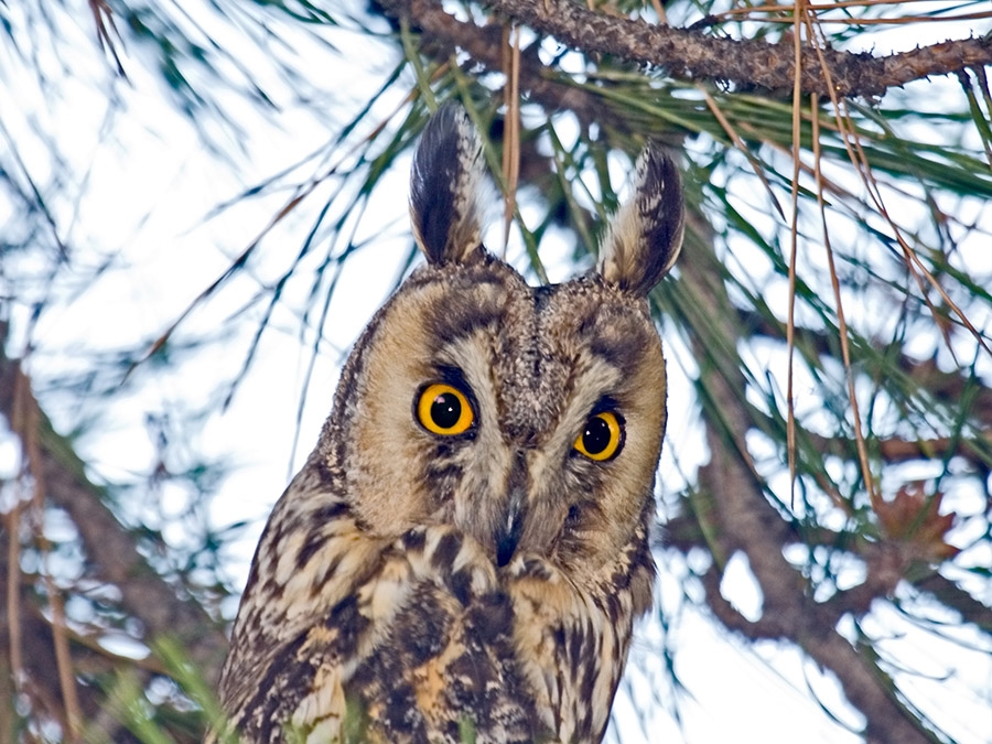 Long-eared Owl