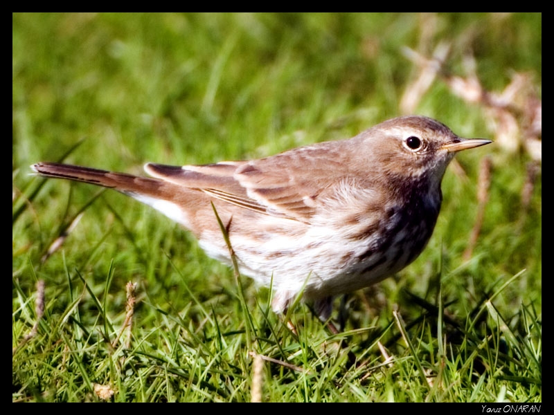 Water Pipit