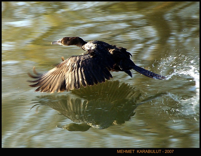 Pygmy Cormorant